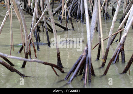 Un piccolo caimano galleggianti lungo un fiume litorale orientale è il Costa Rica. Foto Stock