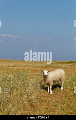 Germania Nord Frisia, Sylt, pecore sul prato Foto Stock