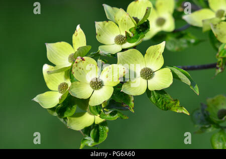 Fiori verdi dell'albero di legno di cane Foto Stock