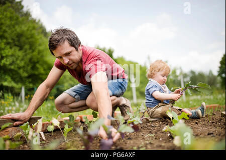 Padre con il suo piccolo figlio nel giardino di piantare le piantine Foto Stock