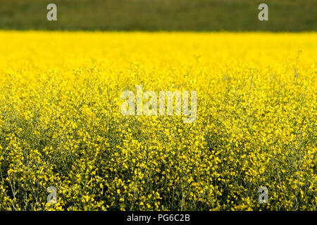 Close up dettaglio del giallo dei fiori di canola in fiore in Canada. Foto Stock