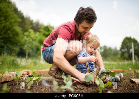 Padre con il suo piccolo figlio nel giardino di piantare le piantine Foto Stock