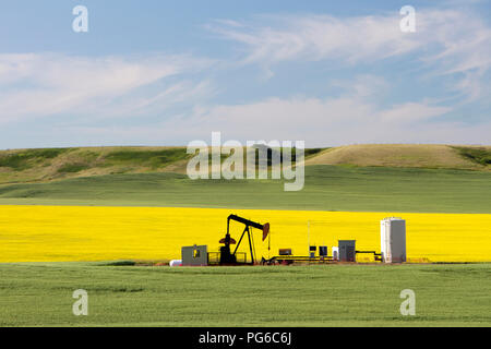 Un olio pumpjack è l'unità di superficie per un moto alternato del pistone pompa in un pozzo di petrolio. Esso viene utilizzato per sollevare meccanicamente il liquido fuori del bene se non Foto Stock