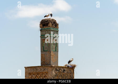 Due cicogna bianca nidi sulla sommità del minareto della moschea in disuso in Chellah, Rabat, Marocco Foto Stock