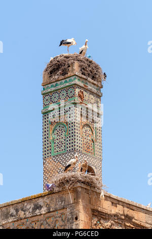 Due cicogna bianca nidi sulla sommità del minareto della moschea in disuso in Chellah, Rabat, Marocco Foto Stock