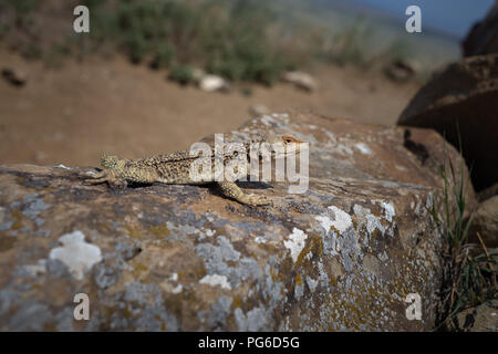 Laudakia caucasia: Caucasica AGAMA SA (Paralaudakia caucasia) è una specie di drago lucertola trovata nel Caucaso. Le foto sono prese in Azerbaigian Abs Foto Stock