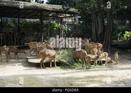 Avvistato cervi allo zoo. Cheetal. Asse di cervo. Foto Stock