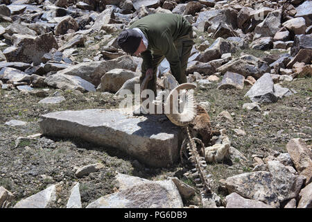 Marco Polo carcassa di pecora mangia da Wolf, Lago Zorkul Area Protetta, Tagikistan Foto Stock