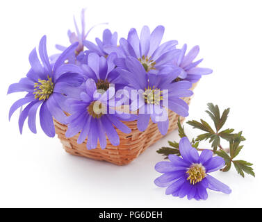 Anemone blanda sfumature di blu o Grecian Windflowers su bianco Foto Stock