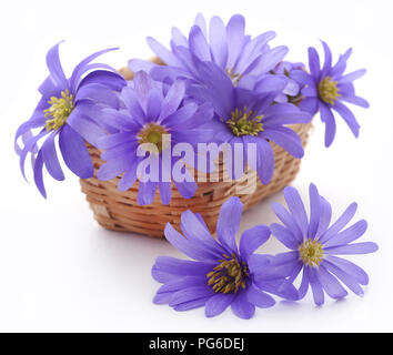 Anemone blanda sfumature di blu o Grecian Windflowers su bianco Foto Stock