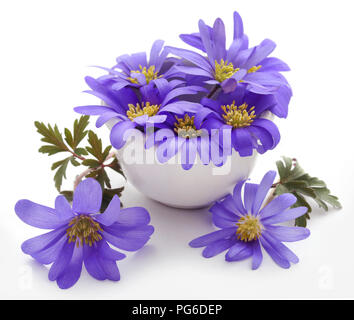 Anemone blanda sfumature di blu o Grecian Windflowers su bianco Foto Stock