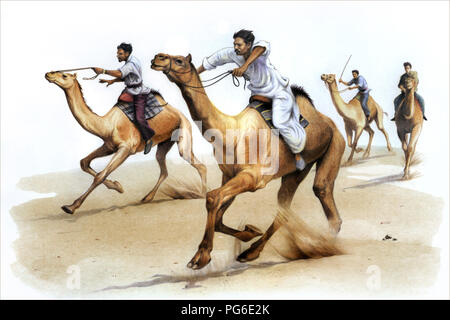 Camel Racing, matita colorata Foto Stock