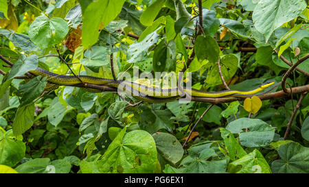 Serpente di albero verde nella foresta pluviale Foto Stock
