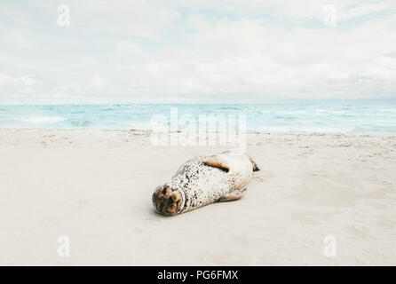 Animale tenuta rilassante sulla spiaggia di sabbia a prendere il sole in Danimarca il cambiamento climatico Ecologia il concetto di protezione di sealife artico Foto Stock