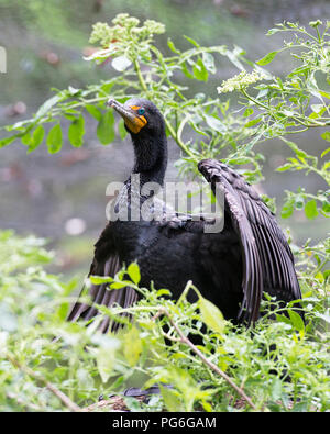 Cormorano uccello vicino la vista di profilo la visualizzazione di piume nere, ali spiegate, testa, occhio, becco e crogiolarsi nella luce solare con bokeh fogliame sullo sfondo. Foto Stock