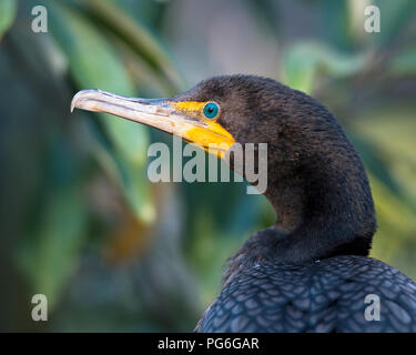 Cormorano testa di uccello vicino la visualizzazione di testa, blue eye, becco, piume nere piumaggio con un bokeh sfondo nel suo ambiente. Immagine. Ritratto. Foto Stock