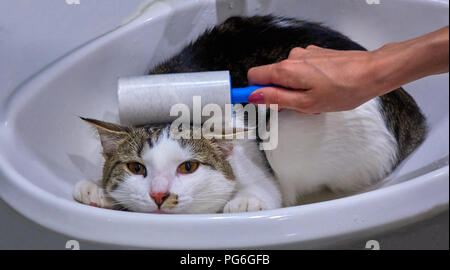 Femmina di pulizia a mano una colorata cat con un rullo nel lavandino ritratto animale Foto Stock