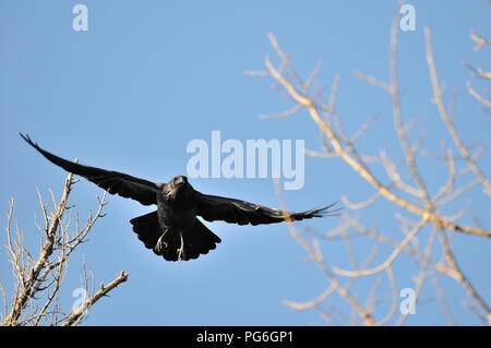 Raven uccello vola con un cielo blu di sfondo e godersi la giornata nei dintorni Foto Stock