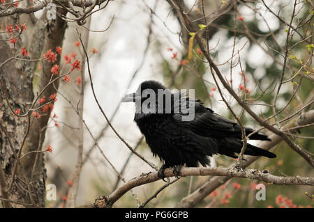 Raven bird godendo il giorno nel suo ambiente circostante. Foto Stock