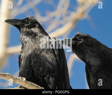 Raven bird godendo il giorno nel suo ambiente circostante. Foto Stock