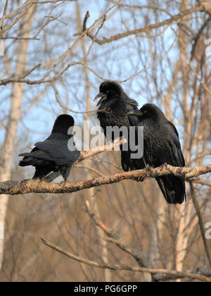 Raven uccelli godendo il giorno nel suo ambiente circostante. Foto Stock