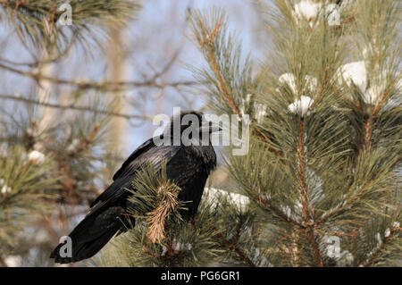 Raven bird godendo il giorno nel suo ambiente circostante. Foto Stock