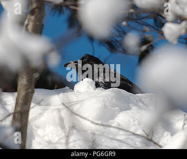 Raven bird godendo il giorno nel suo ambiente circostante. Foto Stock