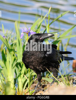 Raven bird godendo il giorno nel suo ambiente circostante. Foto Stock