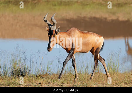 Un rosso hartebeest antilope (Alcelaphus buselaphus) in habitat naturale, Sud Africa Foto Stock