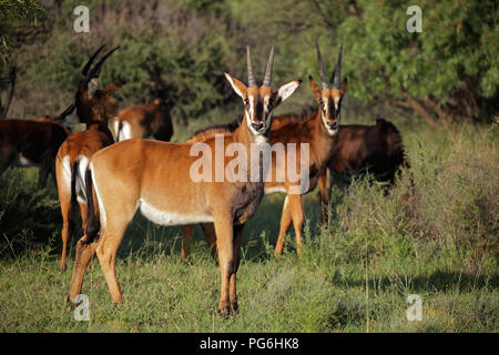 Un gruppo familiare di sable antilopi (Hippotragus niger) in habitat naturale, Sud Africa Foto Stock