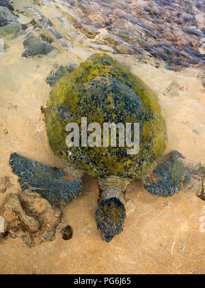 Verticale fino in prossimità di una tartaruga verde in acque poco profonde in Sri Lanka. Foto Stock