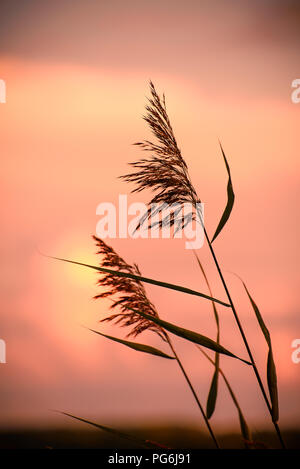 Gambo di erba in rosa e rosso pastello acquerello toni morbidi close-up con sunrise. La splendida natura dello sfondo. Foto Stock