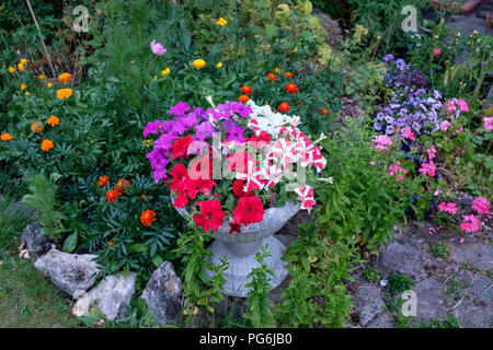 Nelle petunie crescendo in vasca in giardino DEL REGNO UNITO Foto Stock