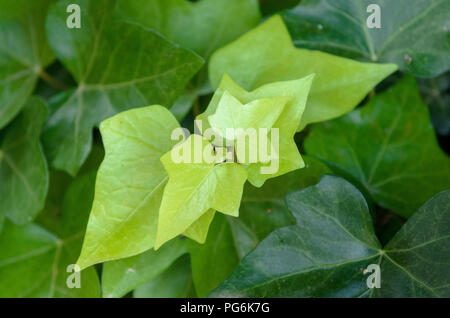 Foglie d'edera verde ritratto macro Foto Stock