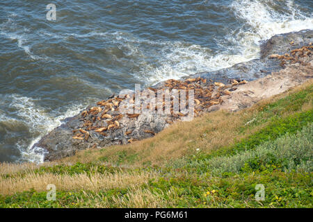 Sea Lion crogiolarsi sulle rocce a Sea Lion le grotte di Cape Perpetua, Oregon, Stati Uniti d'America Foto Stock