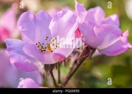 Lo spirito spensierato roses, San Jose Municipal Rose Garden, California, Stati Uniti. Foto Stock