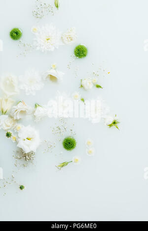 Vista superiore della bella bianca e verde fiori di crisantemo e gypsophila nel latte Foto Stock