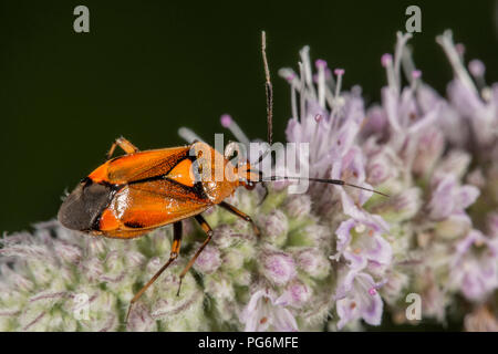 Mirid Bug (Deraeocoris ruber) sul fiore di menta cavallo (Mentha longifolia), Baden-Württemberg, Germania Foto Stock