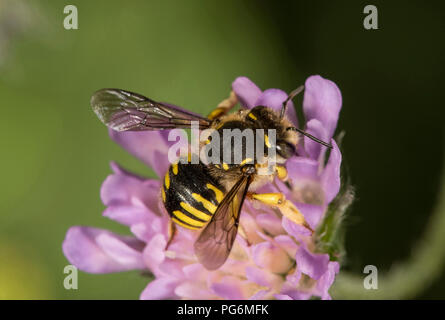 Lana europea carda bee (Anthidium manicatum) sul campo (scabious Knautia arvense), Baden-Württemberg, Germania Foto Stock