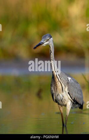 Airone cinerino (Ardea cinerea) sorge nell'acqua, Riserva della Biosfera dell'Elba centrale, Sassonia-Anhalt, Germania Foto Stock