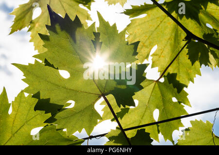 Una a forma di stella sole che splende attraverso le foglie del comune di vite di uva (Vitis vinifera) in Austria Foto Stock