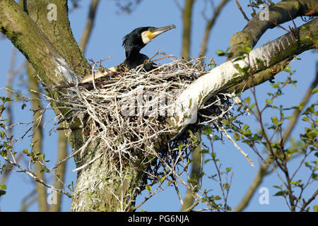 Cormorano (Phalacrocorax carbo) animale adulto nel nido su un albero, stagione riproduttiva, Parco Naturale Peenetal Foto Stock