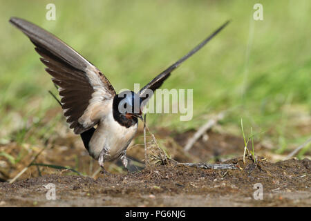 Barn swallow (Hirundo rustica) raccoglie il materiale di nidificazione, ali aperte, Parco Naturale Peenetal, Meclemburgo-Pomerania Occidentale Foto Stock