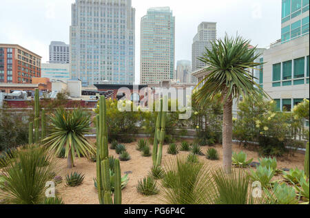 Agavi giardino nel parco panoramico a Salesforce centro di transito, con la San Francisco elevato aumento in background, California, Stati Uniti. Foto Stock