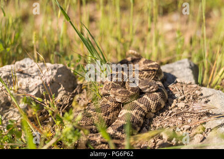 Un adulto Pacifico settentrionale Rattlesnake appoggiato su di una roccia su una molla pomeriggio nel nord della California. Foto Stock