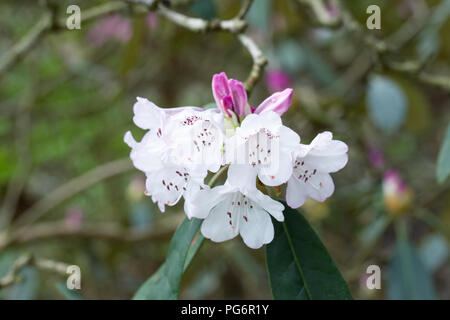 Rhododendron galactinum fiori. Foto Stock