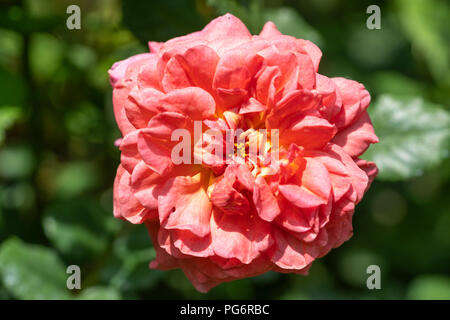 Un Christopher Marlow rose - un intensley colorati, fragrante e free-fioritura rosa Inglese - in Austria Inferiore Foto Stock