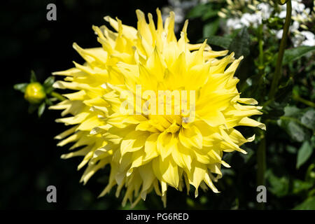 Dahlia 'stella gialla" è un magnifico e accattivanti dahlia con ricchi burroso fiori giallo Foto Stock