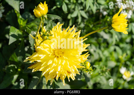 Dahlia 'stella gialla" è un magnifico e accattivanti dahlia con ricchi burroso fiori giallo Foto Stock