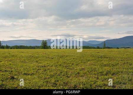 Foothill tundra. Parco naturale degli Urali polari in Russia. Foto Stock